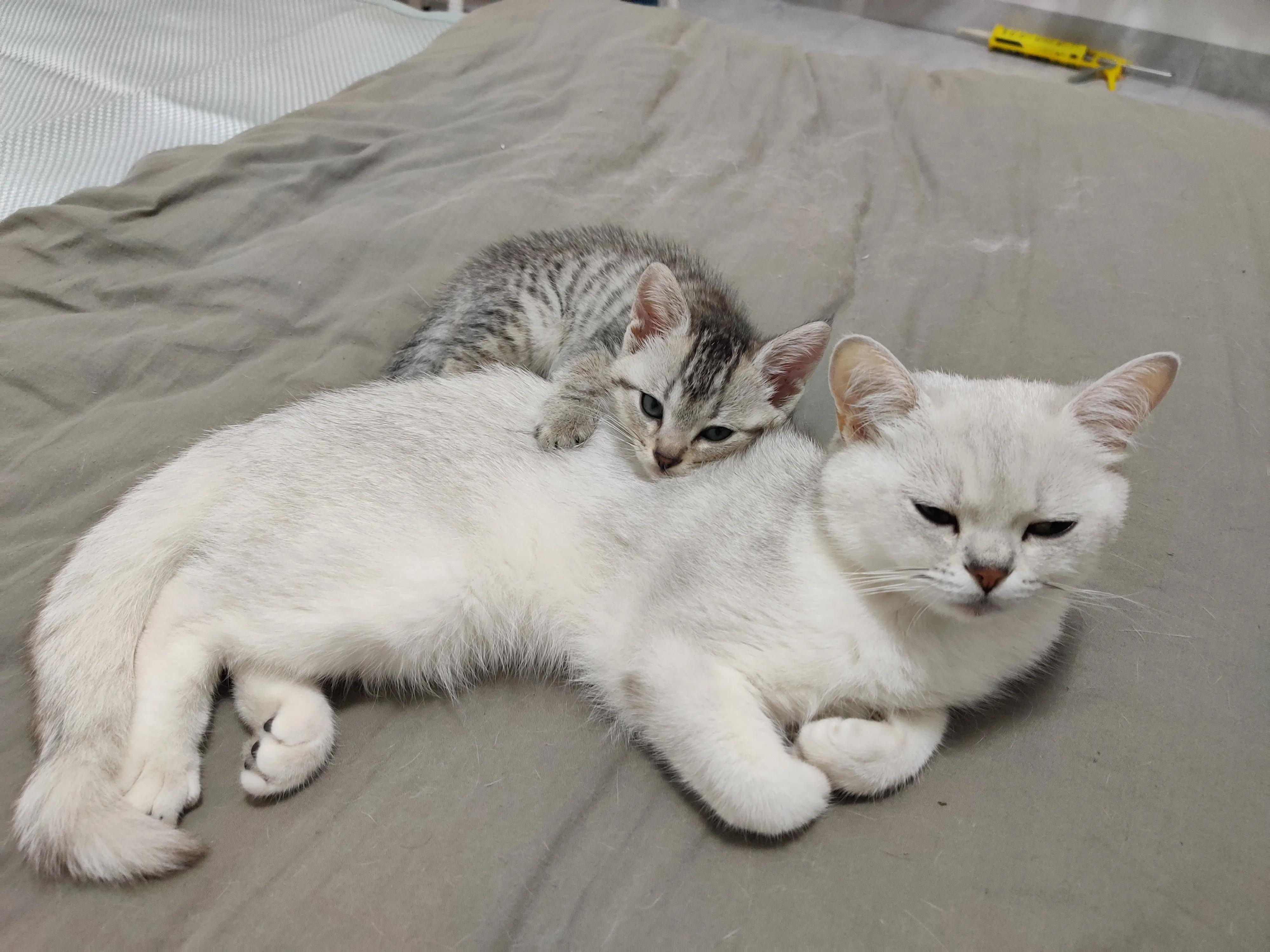 新手小白养猫需要做哪些功课,新手小白养猫要注意什么