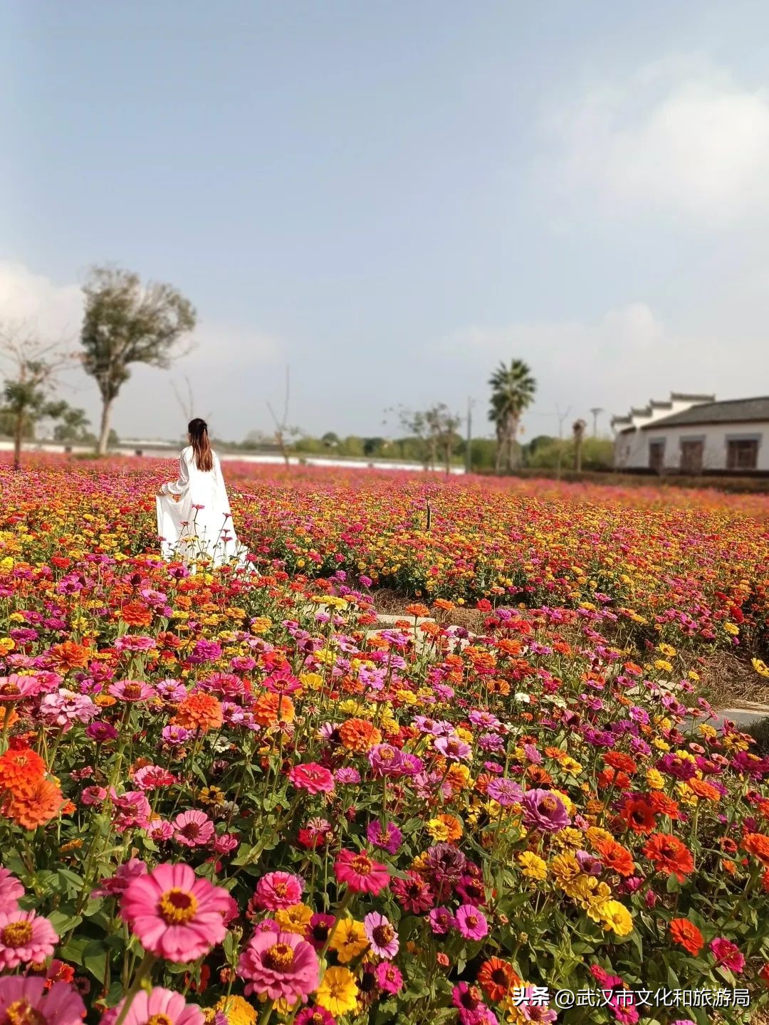 花朝河湾邀您来赏花,花朝河湾旅游景区本地人要门票吗