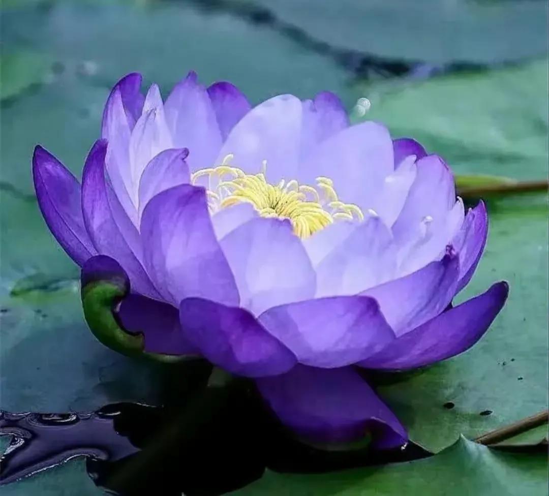 莲出淤泥而不染濯清涟而不妖,荷花出泥而不染芙蓉出水更娇艳