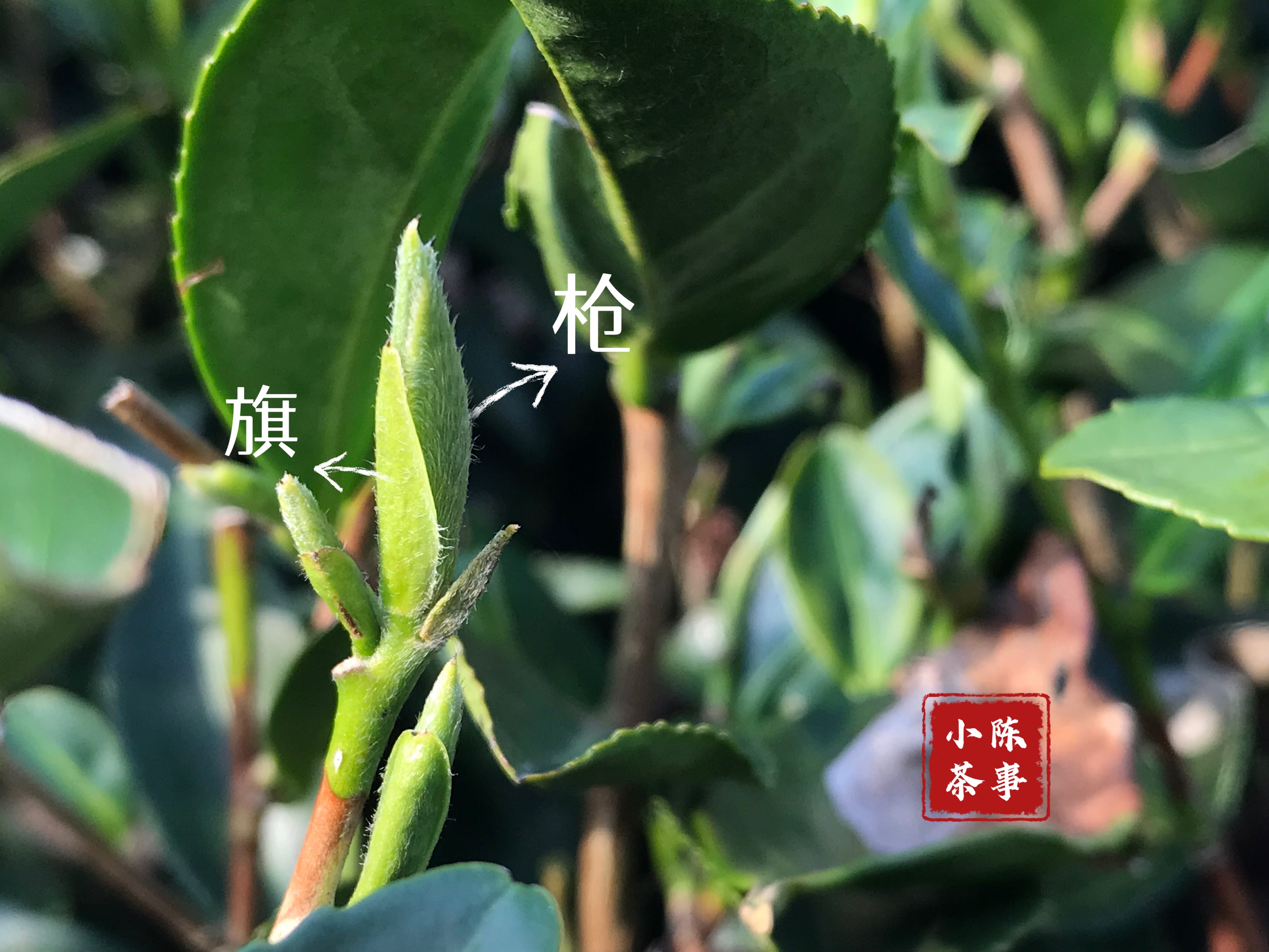 嫩的白茶怎么选购得好一点,白茶的购买方法和技巧