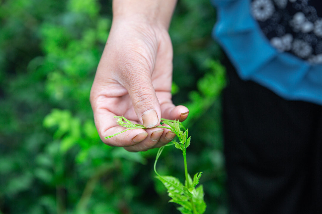 高端莓茶礼盒,小界莓茶怎么泡