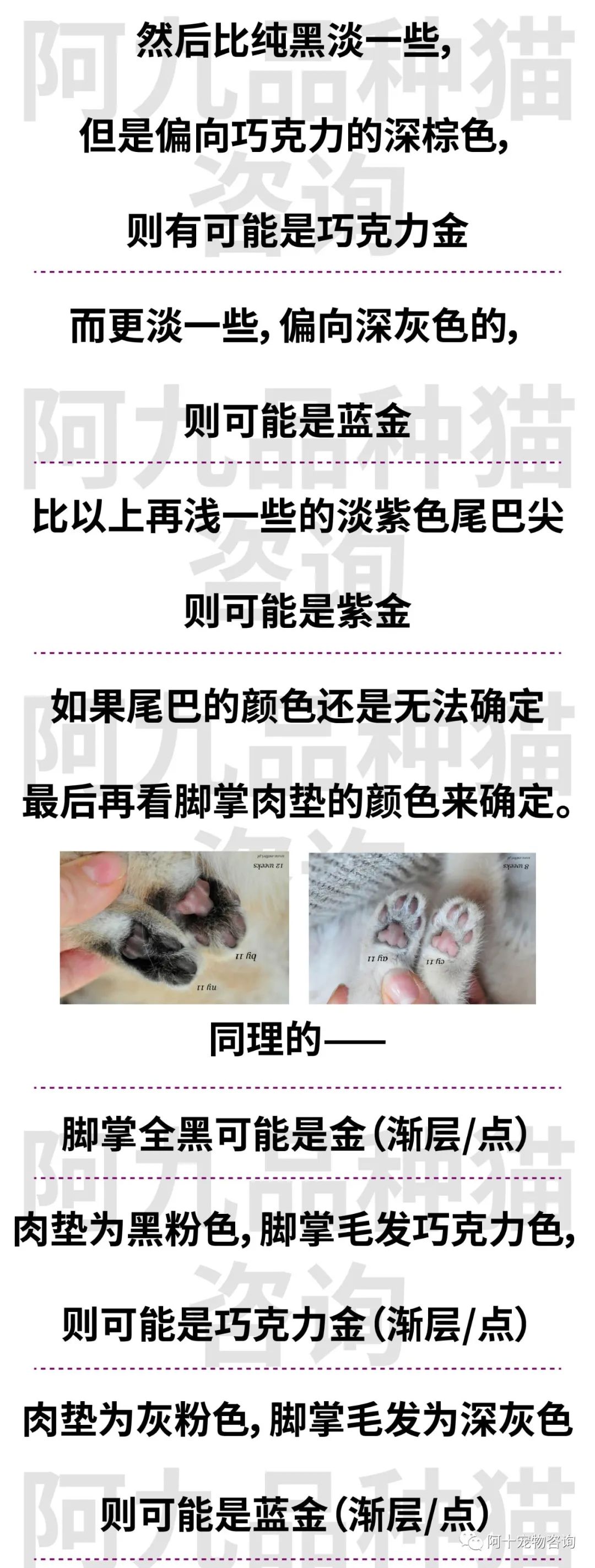 英国短毛猫蓝金渐层特征,英国短毛猫金渐层十一色