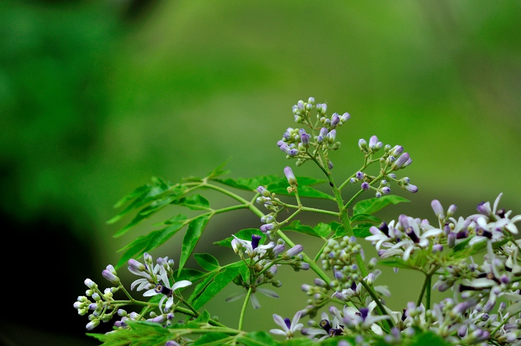 适合春季赏花的花,视觉盛宴五种赏花名花供您选择