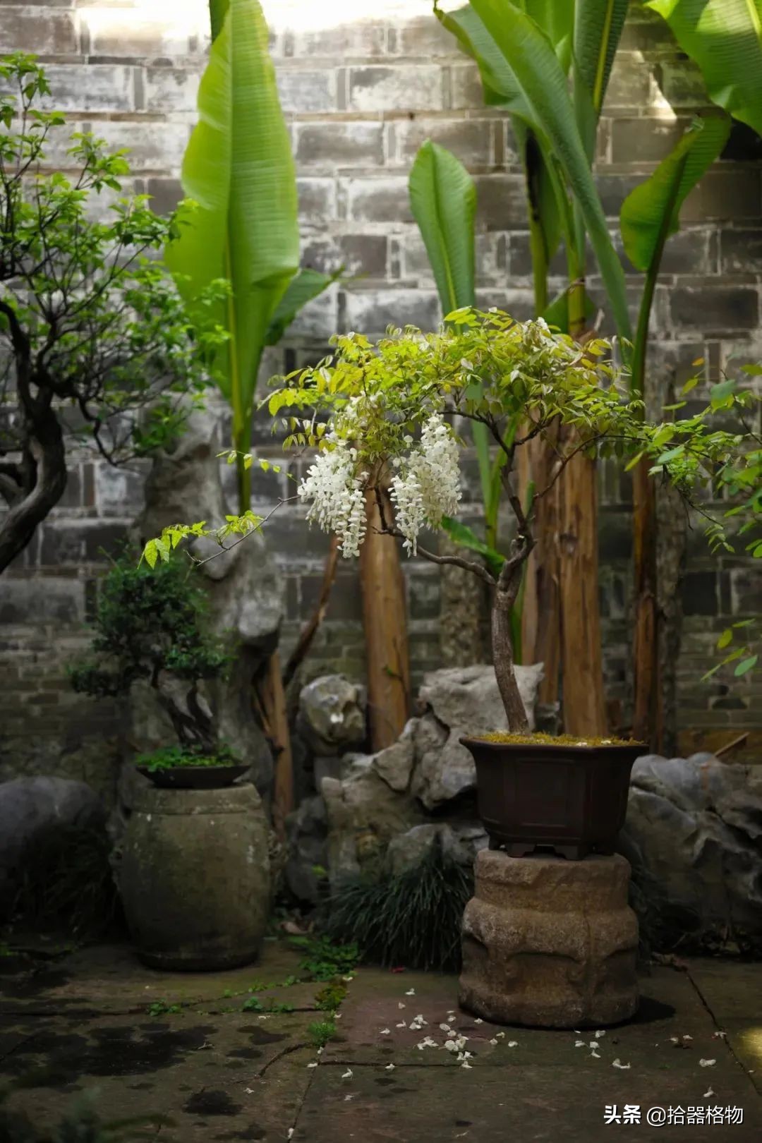 闲情雅致盆景造型,闲情逸致栽花种草