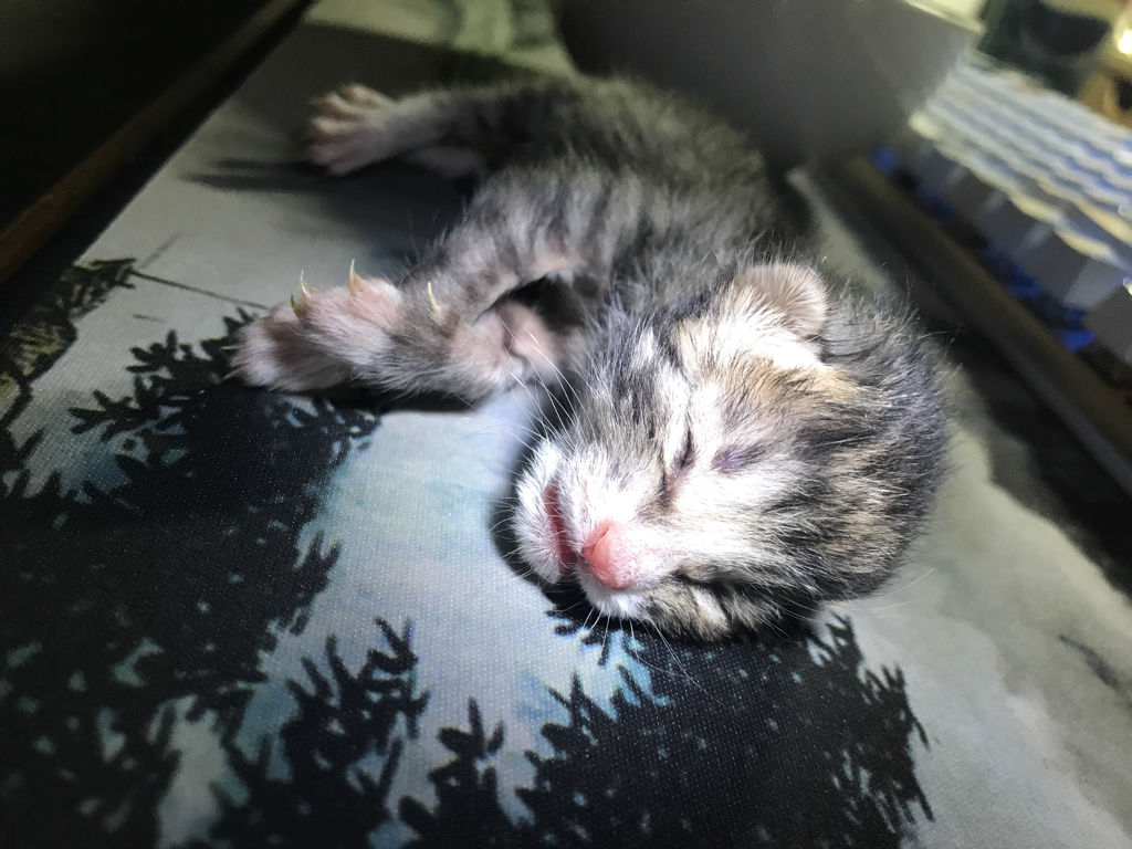 刚出生的猫咪假死和真死的区别,猫咪刚出生为什么会很凶