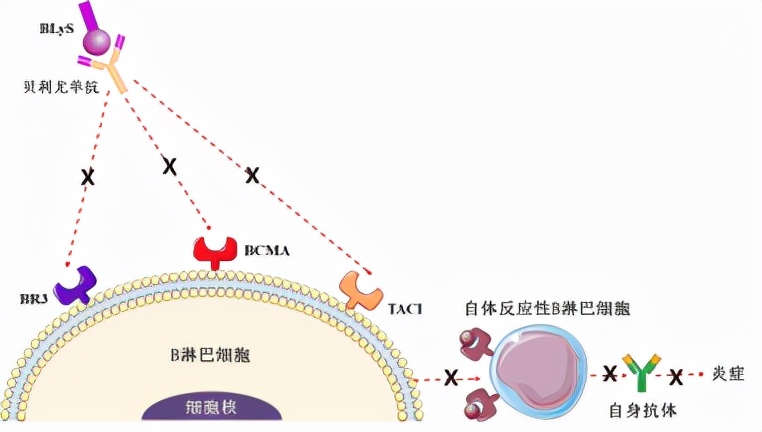 贝利尤单抗狼疮肾炎适应症扩大,治狼疮性肾炎的办法
