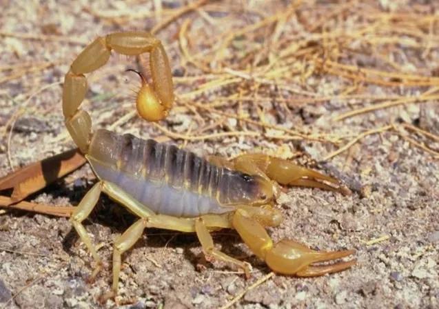 农村孩子夏天爱数蝎子