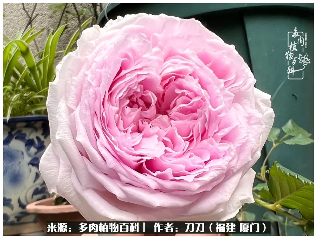 多肉夏季不好养品种有哪些,高花盆为什么养不好多肉