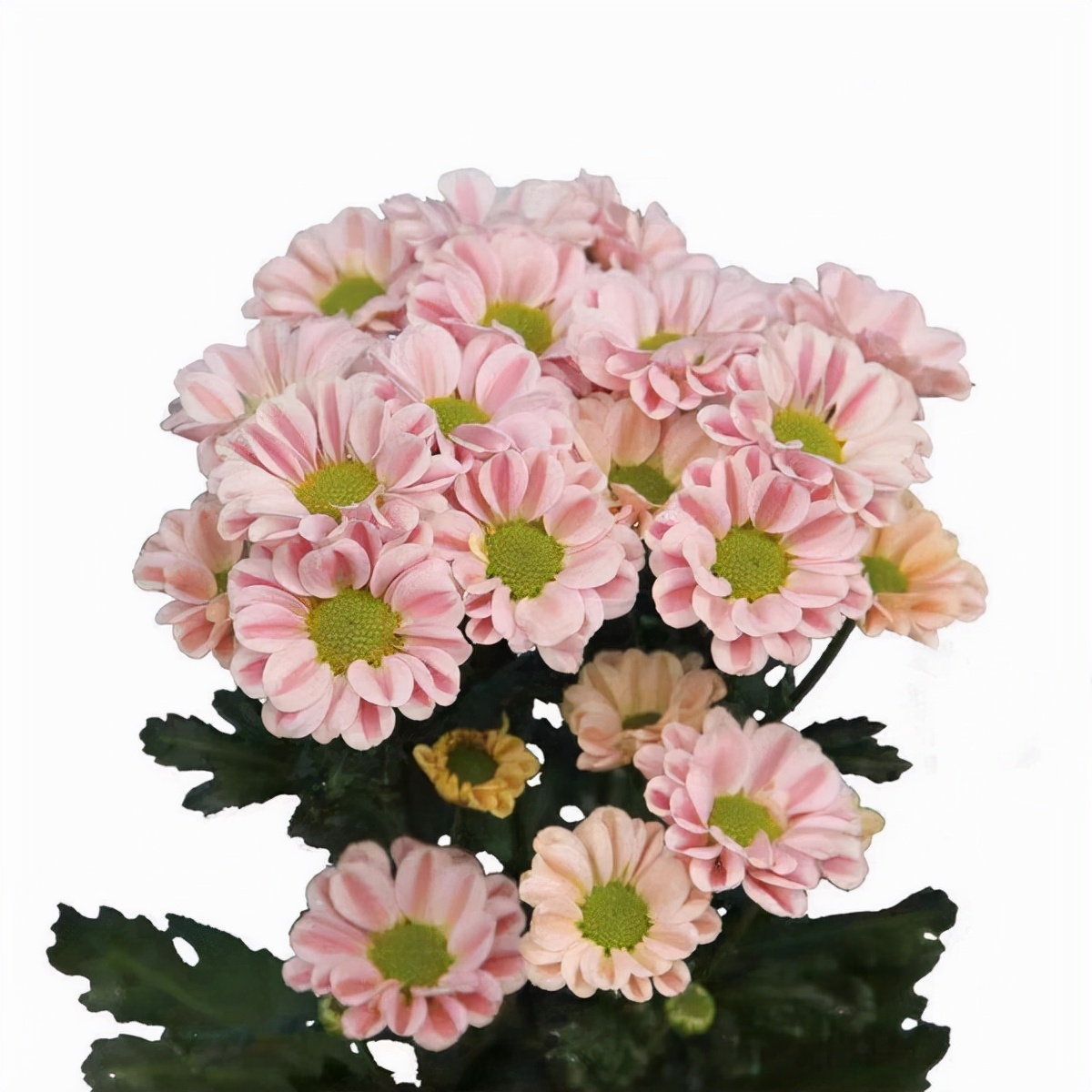 花园里的月季花竞相开放,花园里有7盆月季30盆菊花