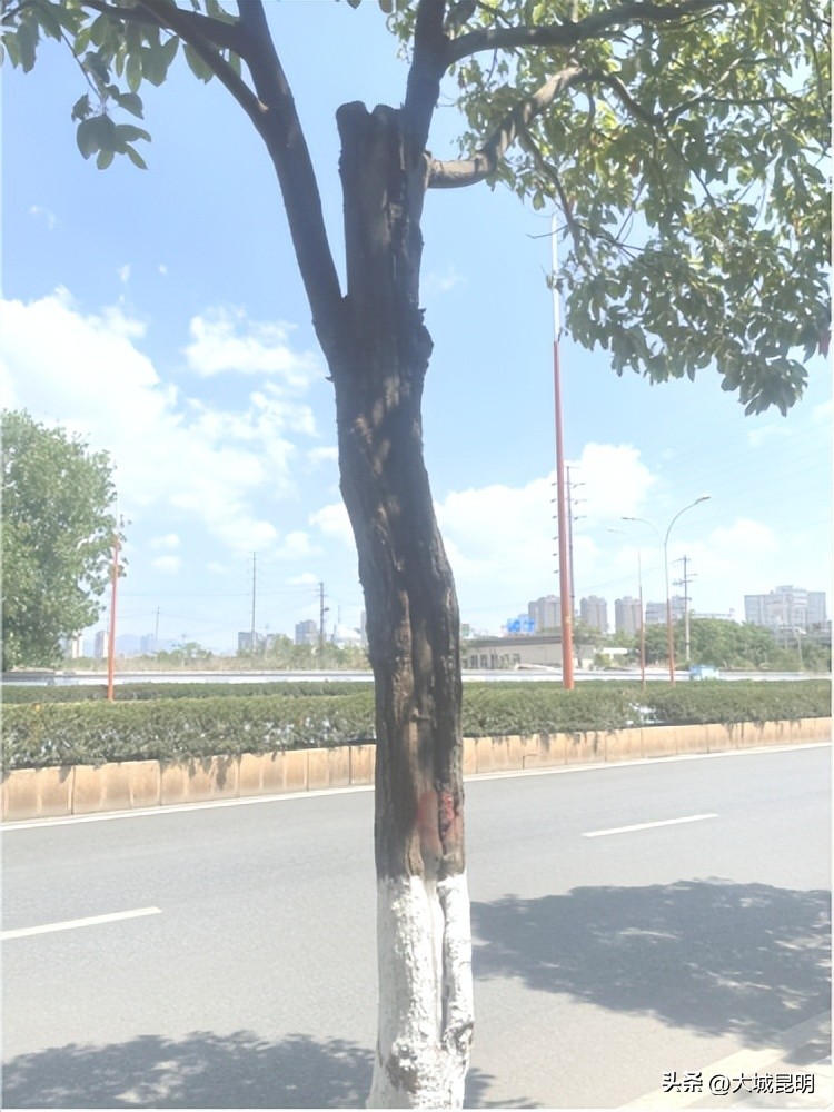 补绿换绿增绿！西山区道路沿线景观将焕然一新