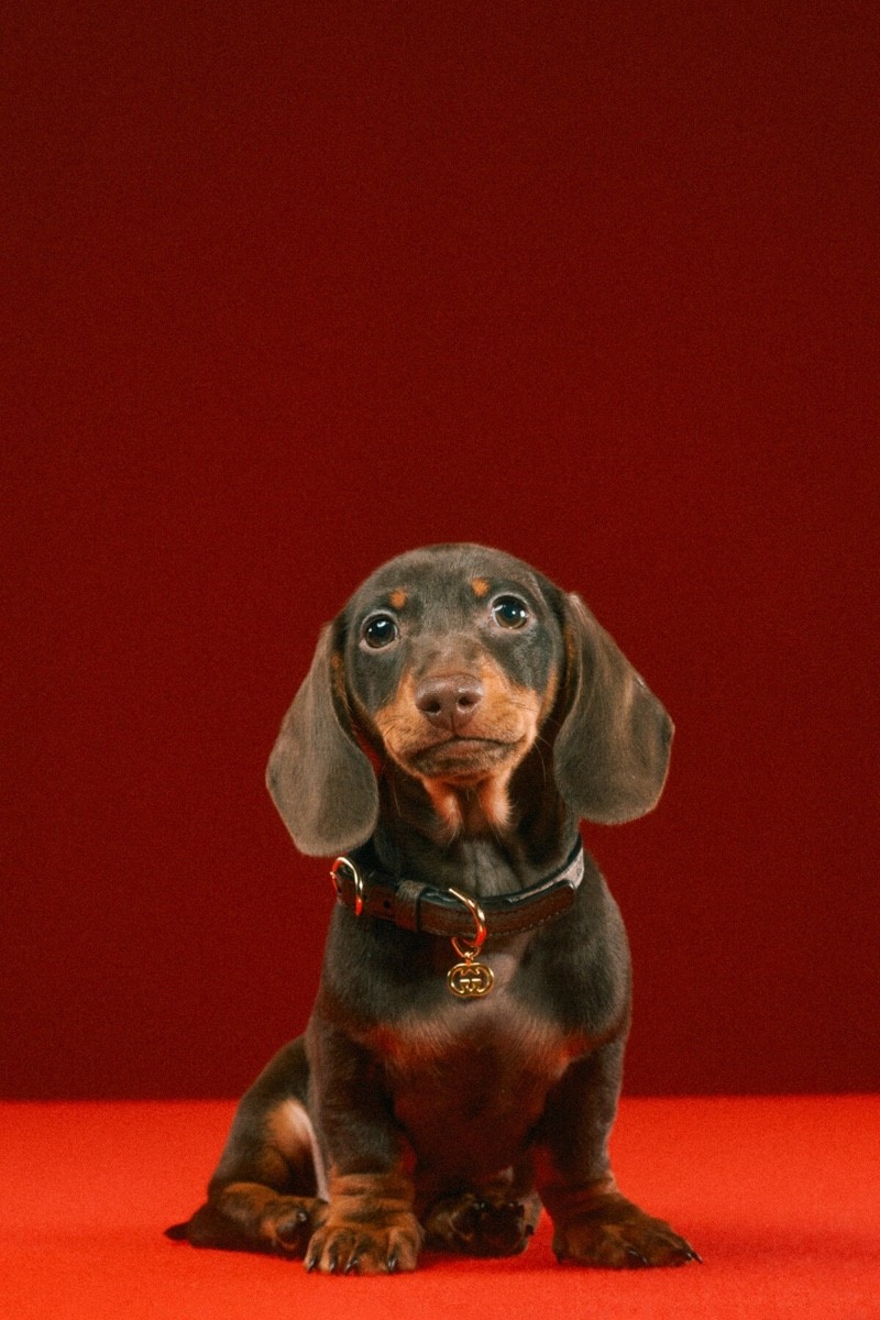 萌宠也跨年,gucci古驰宠物系列