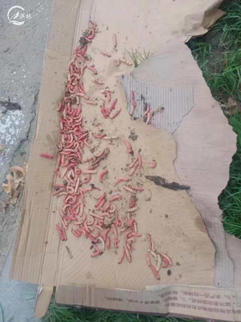 木蠹蛾危害树木,木蠹蛾对人有危害吗