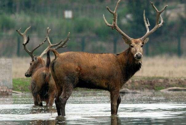动物世界之食草王国：殷商帝国的兽兵*队军**是如何被周武王攻破的？