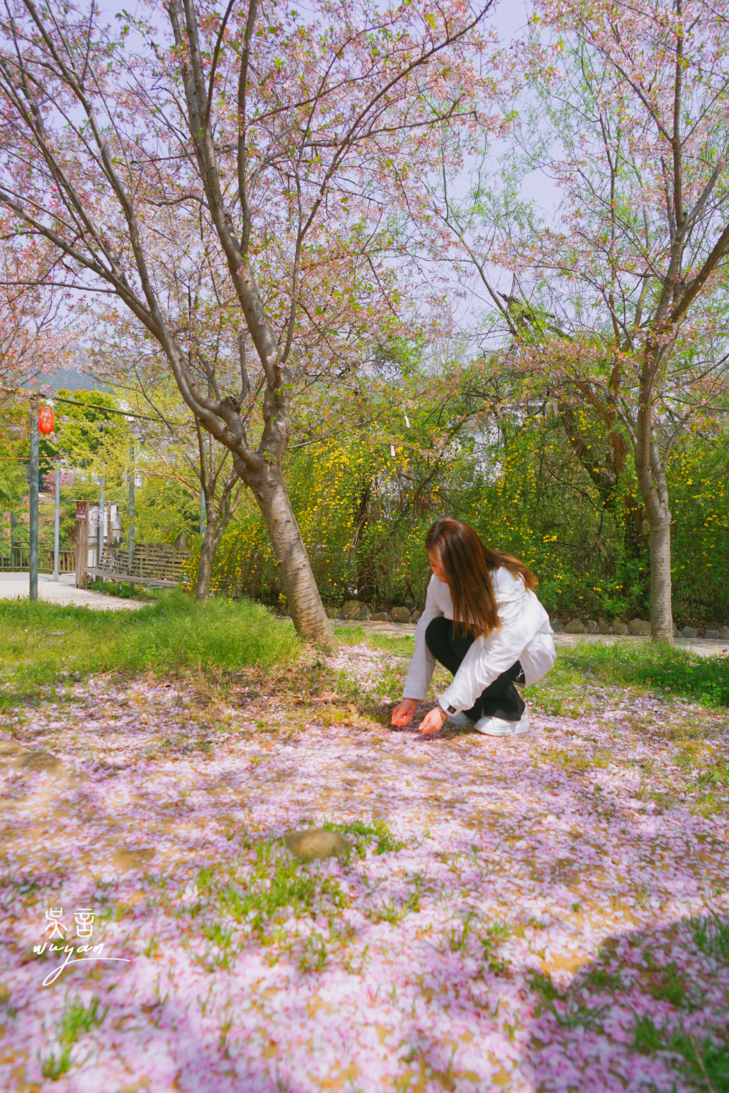 武汉看樱花半日游,武汉看樱花一日游