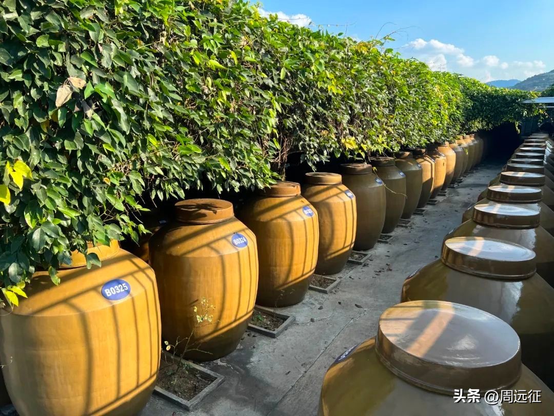 青花郎53度酱香型值得收藏吗,青花郎2020酱香型价格