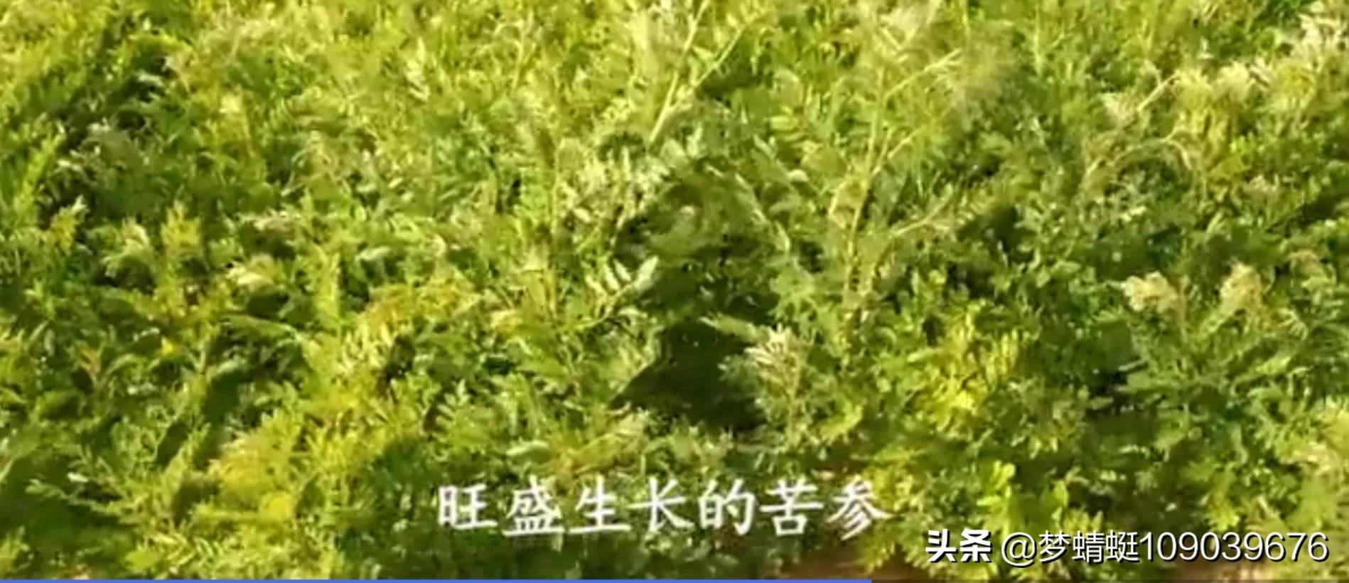 振东制药产品目录,深入解盘