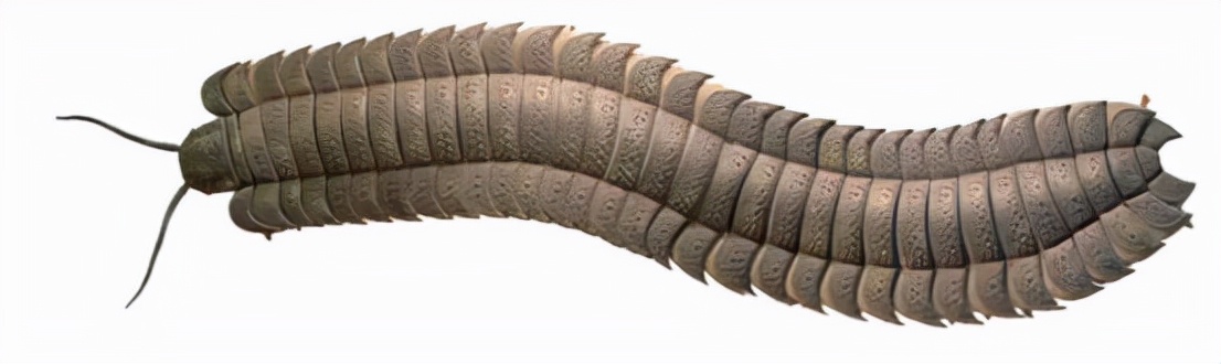 英国发现史前巨虫，看着像蜈蚣，体长2.59米，放到现在有多可怕？