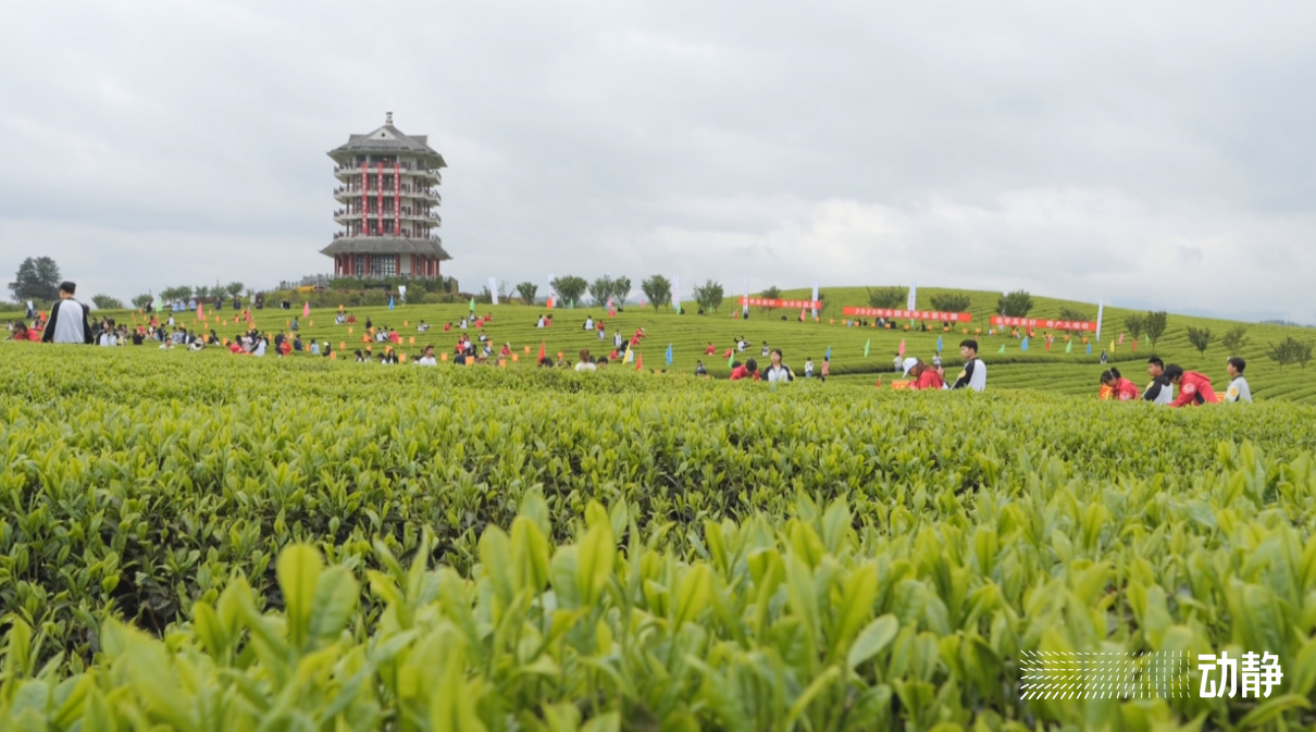 金手指大赛是真的吗,金手指采茶竞赛