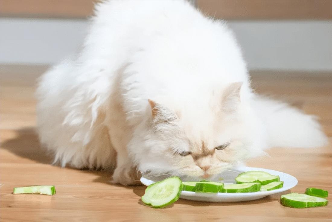 猫癣会传染狗么,被猫癣传染了可以用猫癣药擦吗