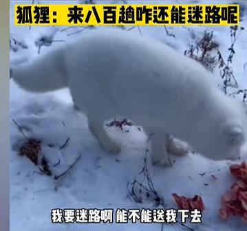 男子投喂狐狸被送灵芝,男子投喂白狐