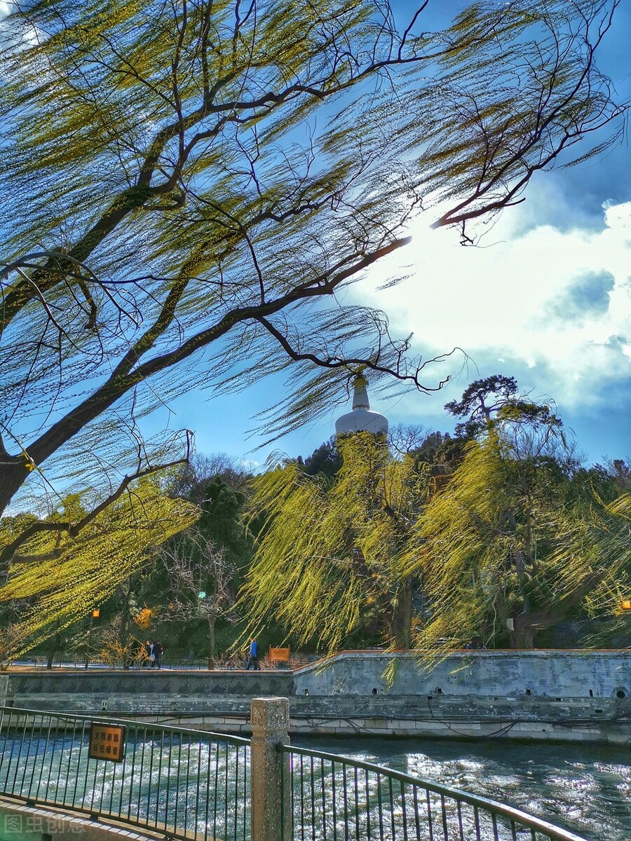 风吹杨柳万千条选段,风吹杨柳万千条指什么生肖