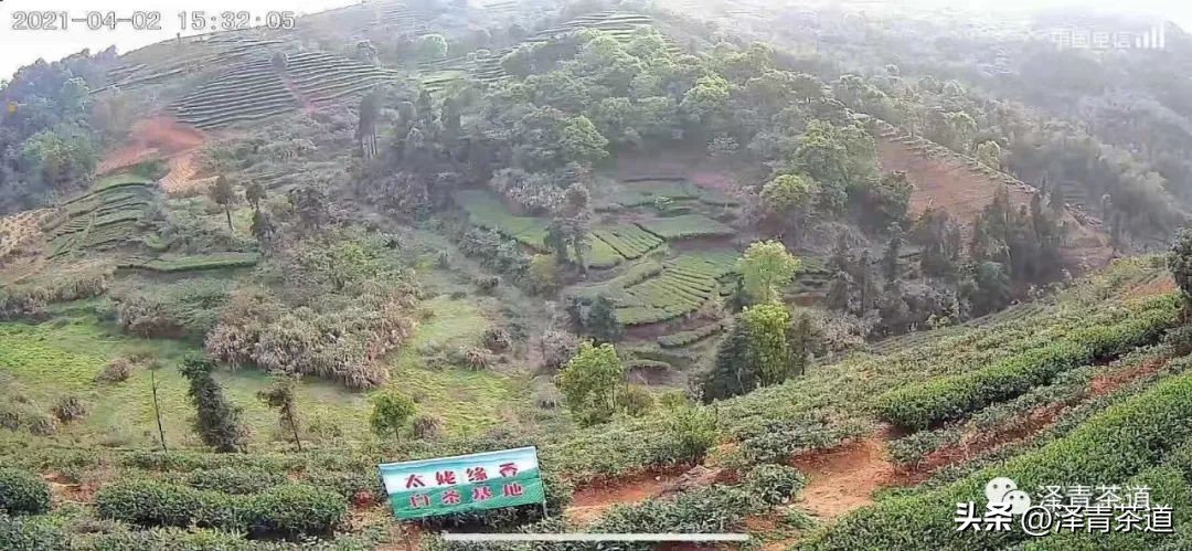 中国最优的十大名茶排名,最新中国十大名茶排名榜