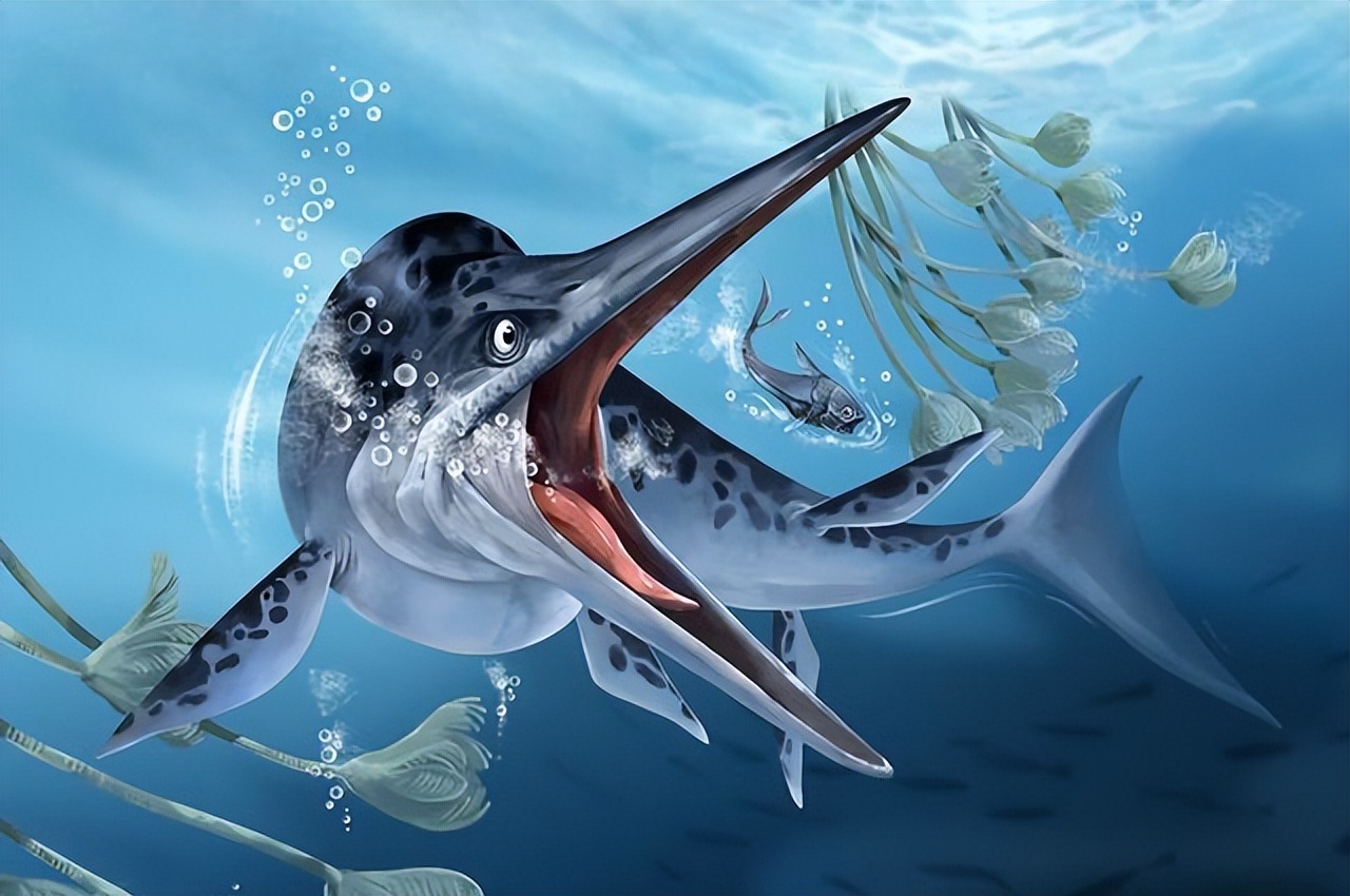 海洋的庞然大物蓝鲸,地球进化史上最大的生物