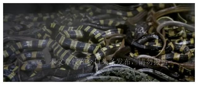 真实蛇有多可怕,真实的蛇洞