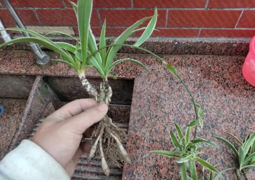 吊兰养活,普通吊兰怎么养才能更旺盛