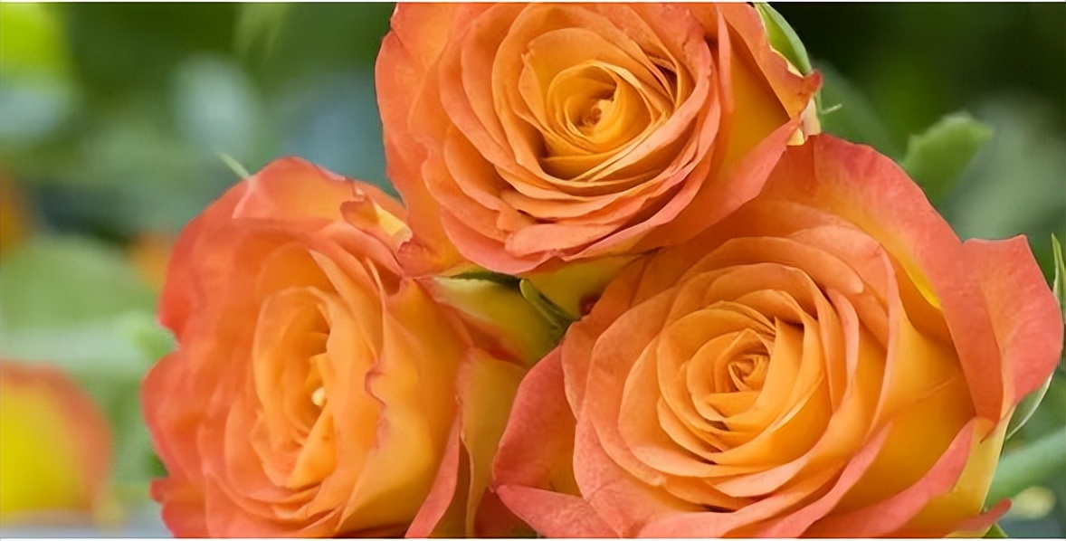 脱单寓意的花语,给脱单闺蜜送什么花语好