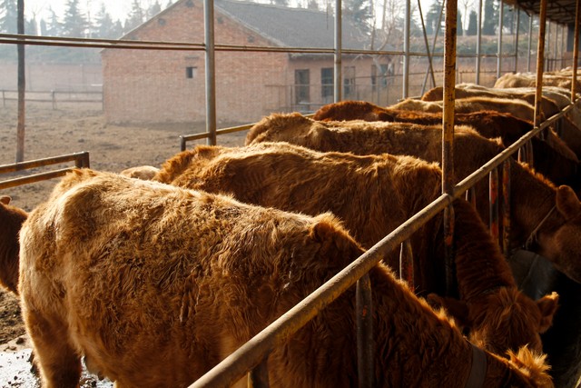 饲料价格如何降低养殖成本,饲料成本在养殖成本中占比多少