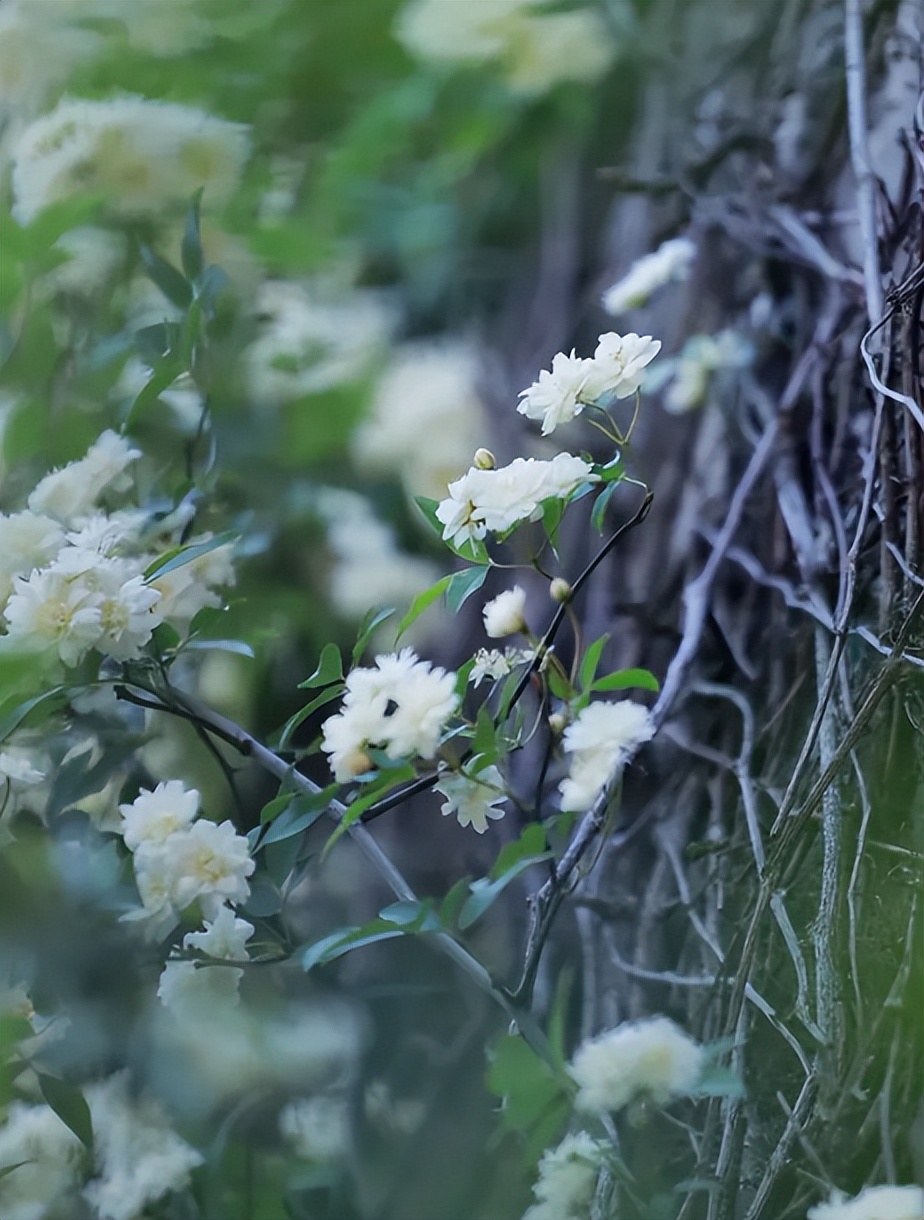 描写春末初夏的古诗词,初夏风光的诗句有哪些