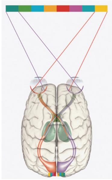 眼睛视力也分主眼副眼吗,眼睛还分主次眼吗