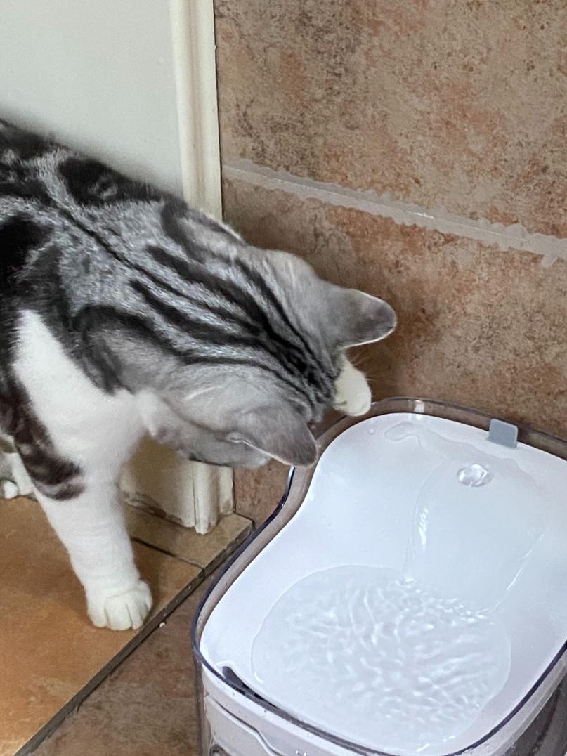 猫咪喝水自动饮水机值得买吗,猫咪不会用饮水机推荐什么