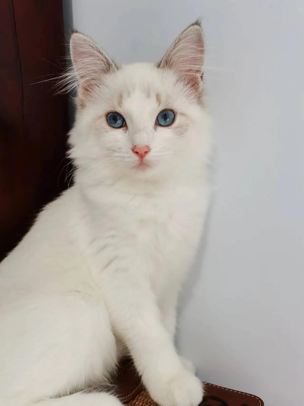 布偶猫新手教程,新手入手布偶猫