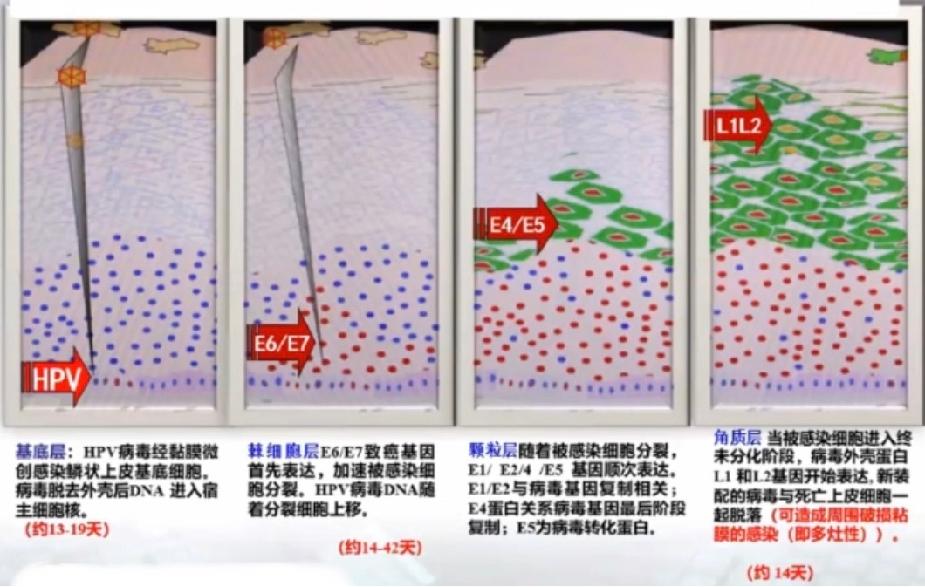 派特灵生物,派特灵生物讲解