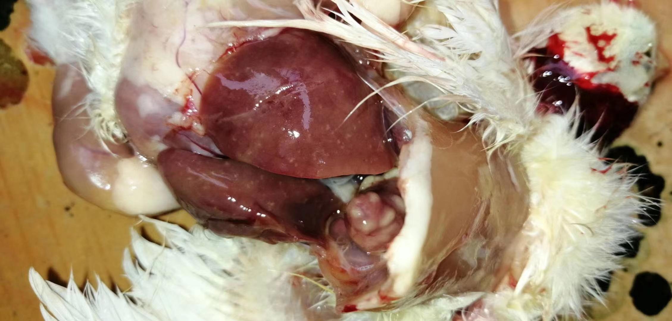 鸡的肝脏肿大是什么病,鸡的肝脏有红色的怎么回事