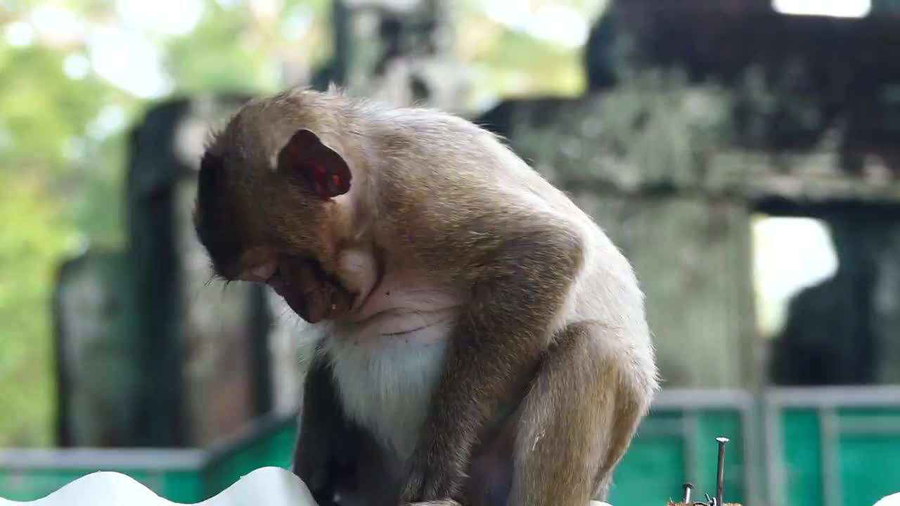 母猴打死猴宝宝,母猴暴打猴子幼崽