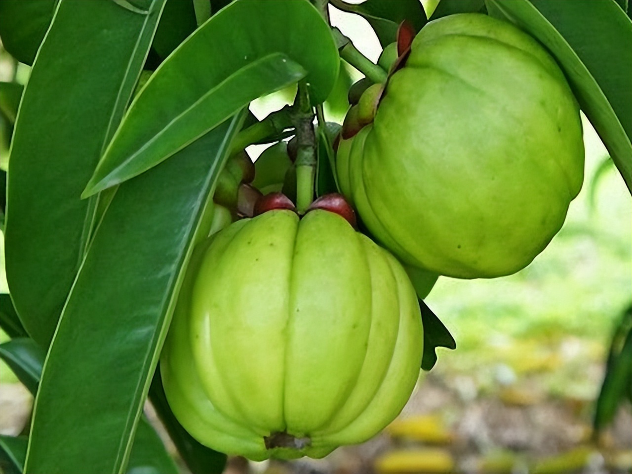 藤黄水果,藤黄科的水果有哪些