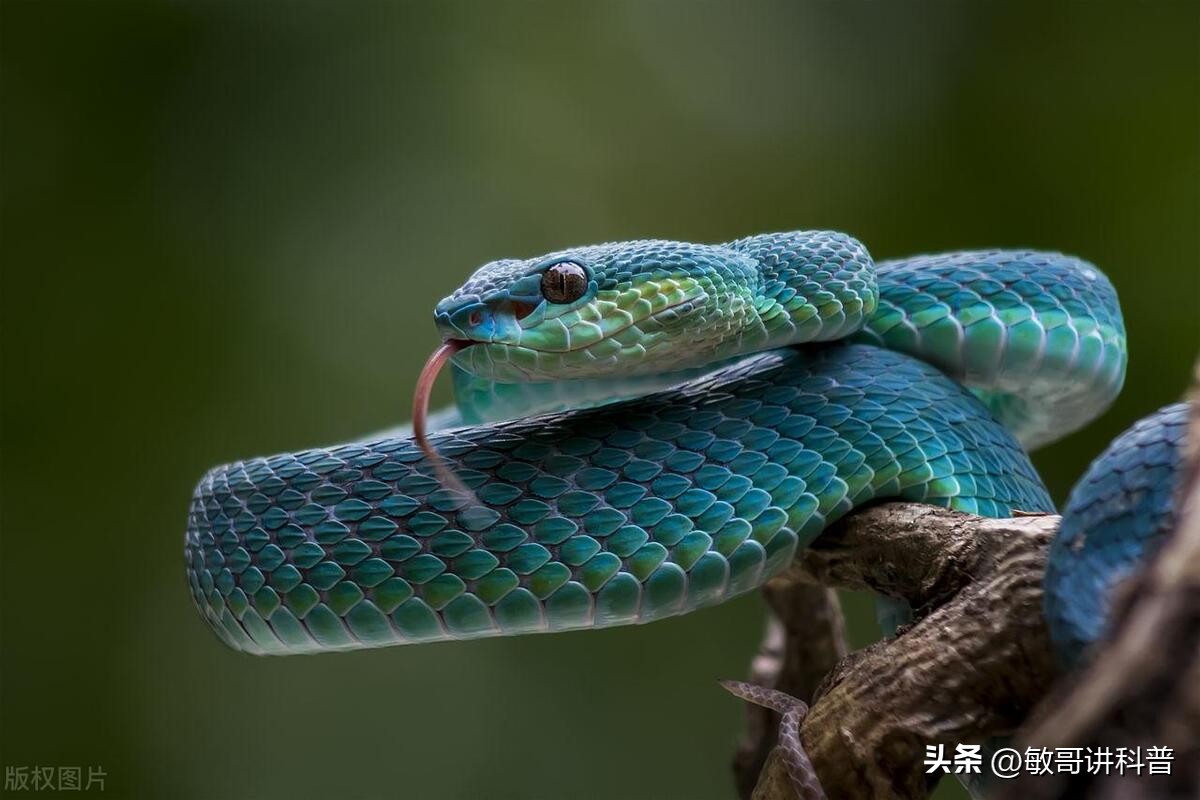 蛇的蜕皮是药吗,为什么蛇会脱皮增加寿命