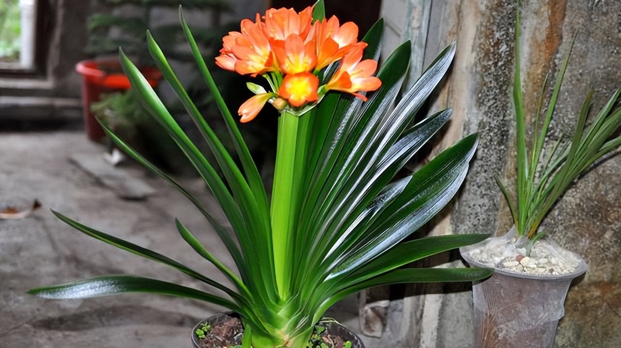 适合室内养的耐阴花和植物,就养这10种耐阴花比绿萝都好养