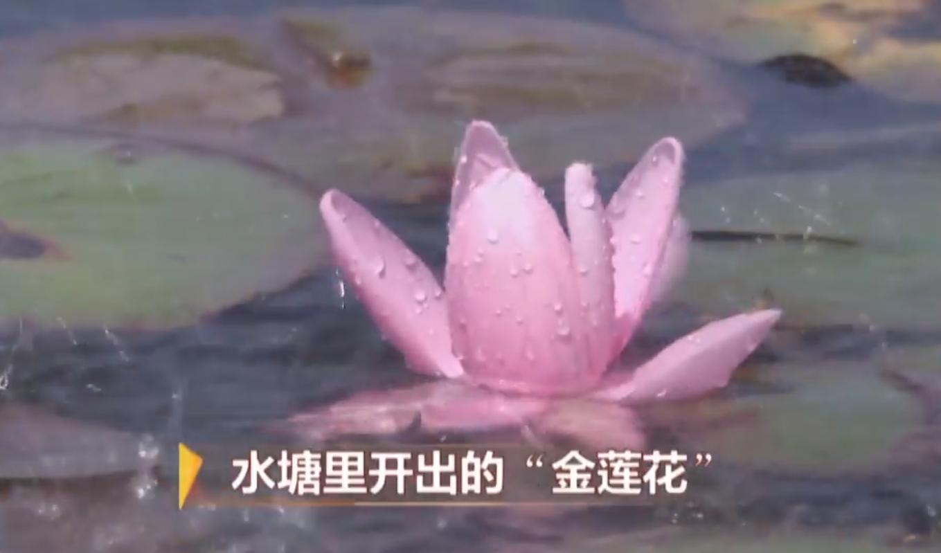 种莲藕能赚多少钱,90后种莲藕发家致富