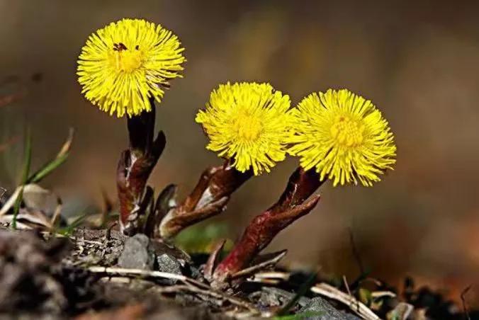 川贝蜜炼枇杷膏好喝吗,蜜炼川贝枇杷膏口感好