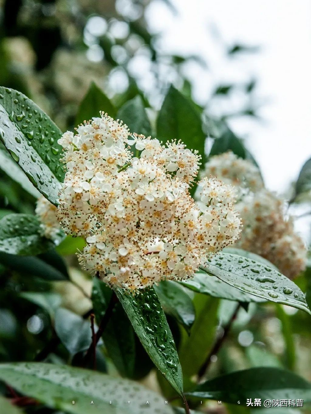 科技之春|“又腥又臭”上热搜！网友：左右“为楠”……专家：其他优点突出，忍耐一下