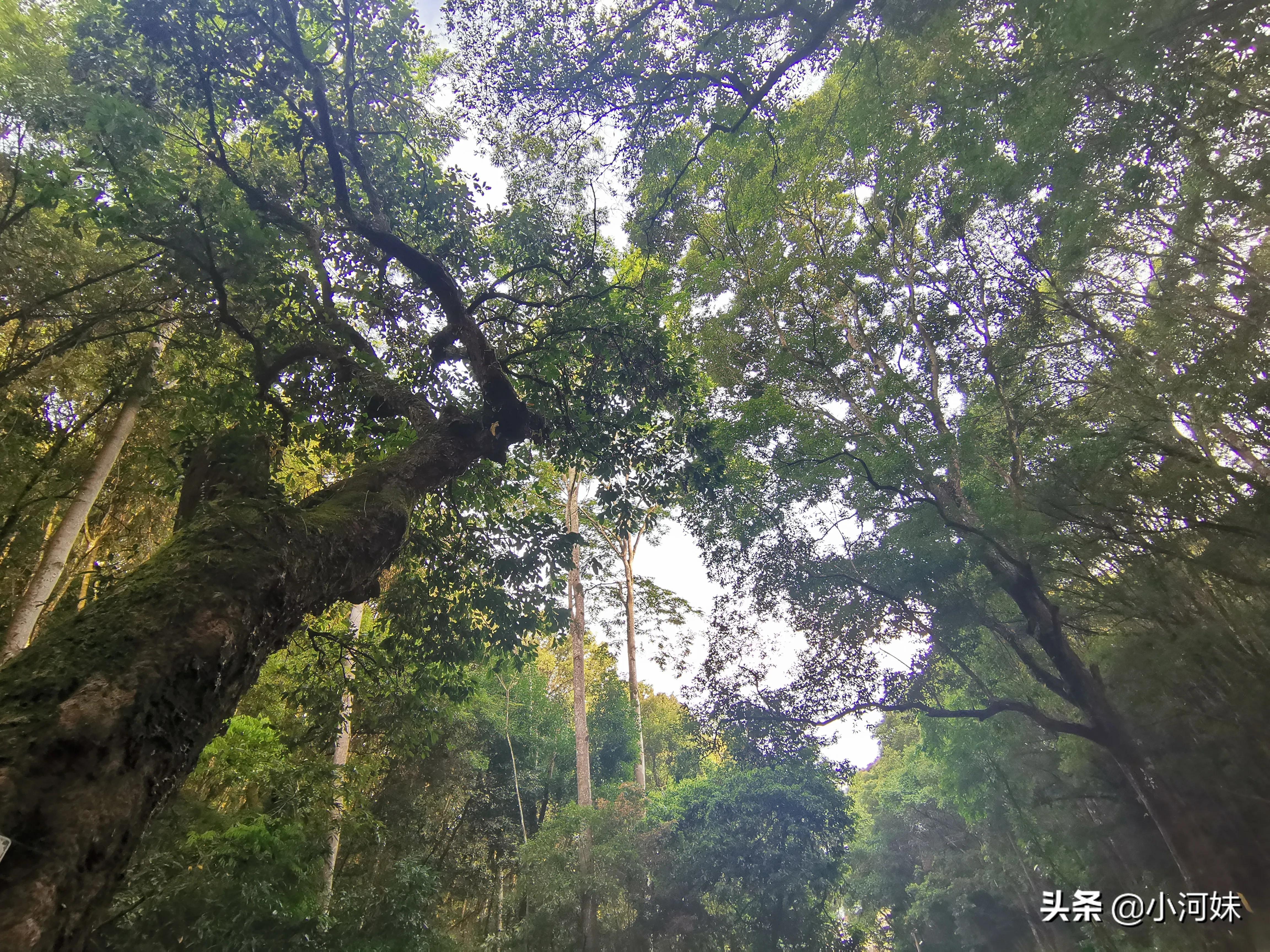 广东最有灵气的道观,广东省第一道观