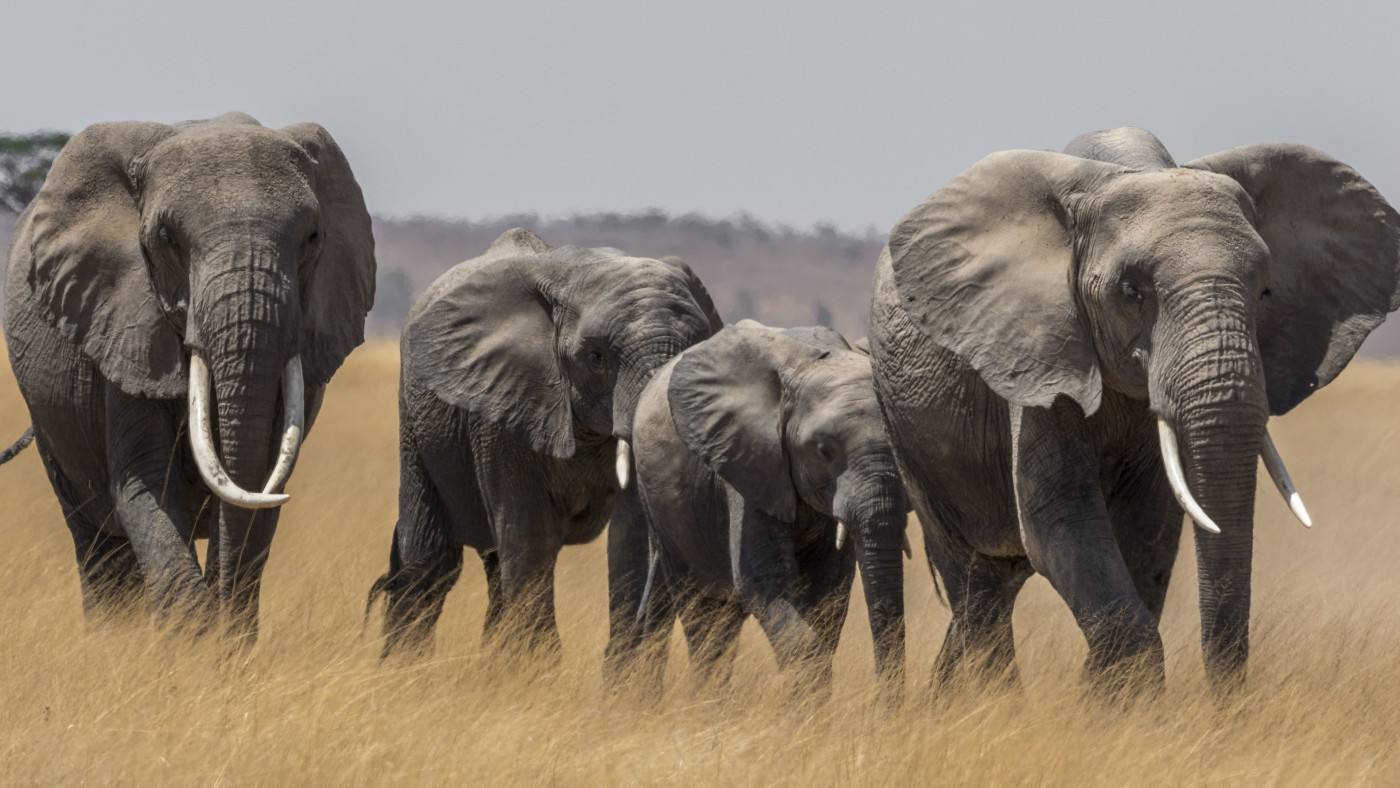 女性生殖期挺短的，为何还要经历更年期？或是为了帮助人类进化