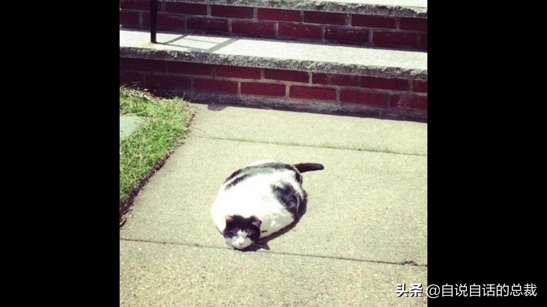 液体猫是真的吗,为什么都说猫咪是液体猫
