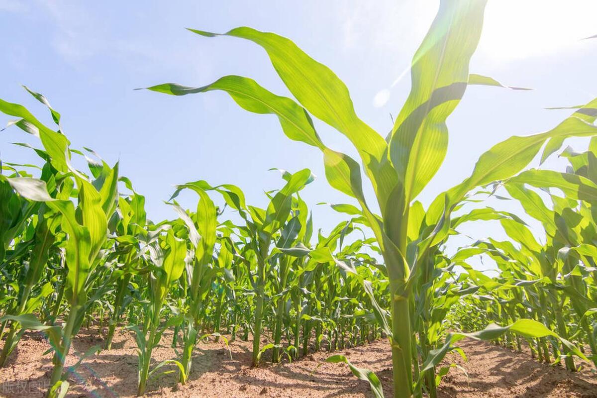 玉米品种山东省前十名,山东最新审定玉米品种有哪些
