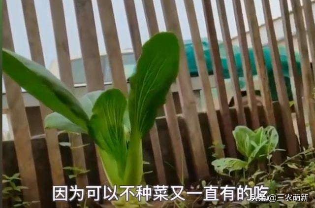 非洲人为啥宁愿吃土也不爱种地？看看“上海青”大概就明白了