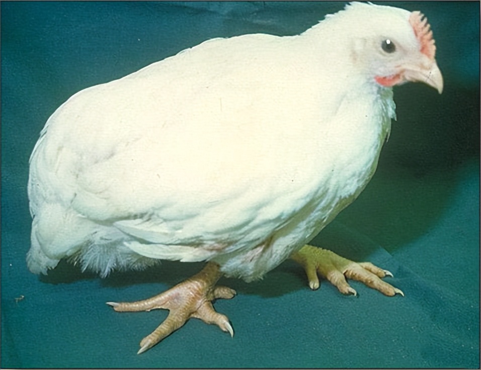 鸡有哪些疾病,鸡有炎症什么表现